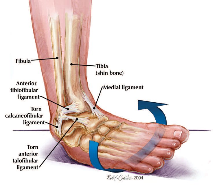 animated diagram of the internal biology of the foot